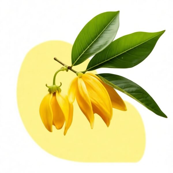 Rituel OsmoZe – Connexion émotionnelle à l'huile essentielle d’Ylang-Ylang